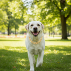 Gold Plated Dog Necklace Collar – Lightweight 27–45 cm