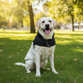 Warm Cotton Dog Coat – Blue Teddy Fleece Winter Jacket