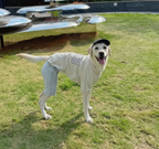 Cotton 2-Legged Dog Undershirt – Soft Warm Base Layer
