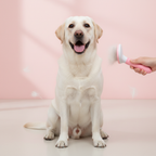 Dog Hair Brush & Pet Hair Remover – Slicker Comb for Dogs and Puppies