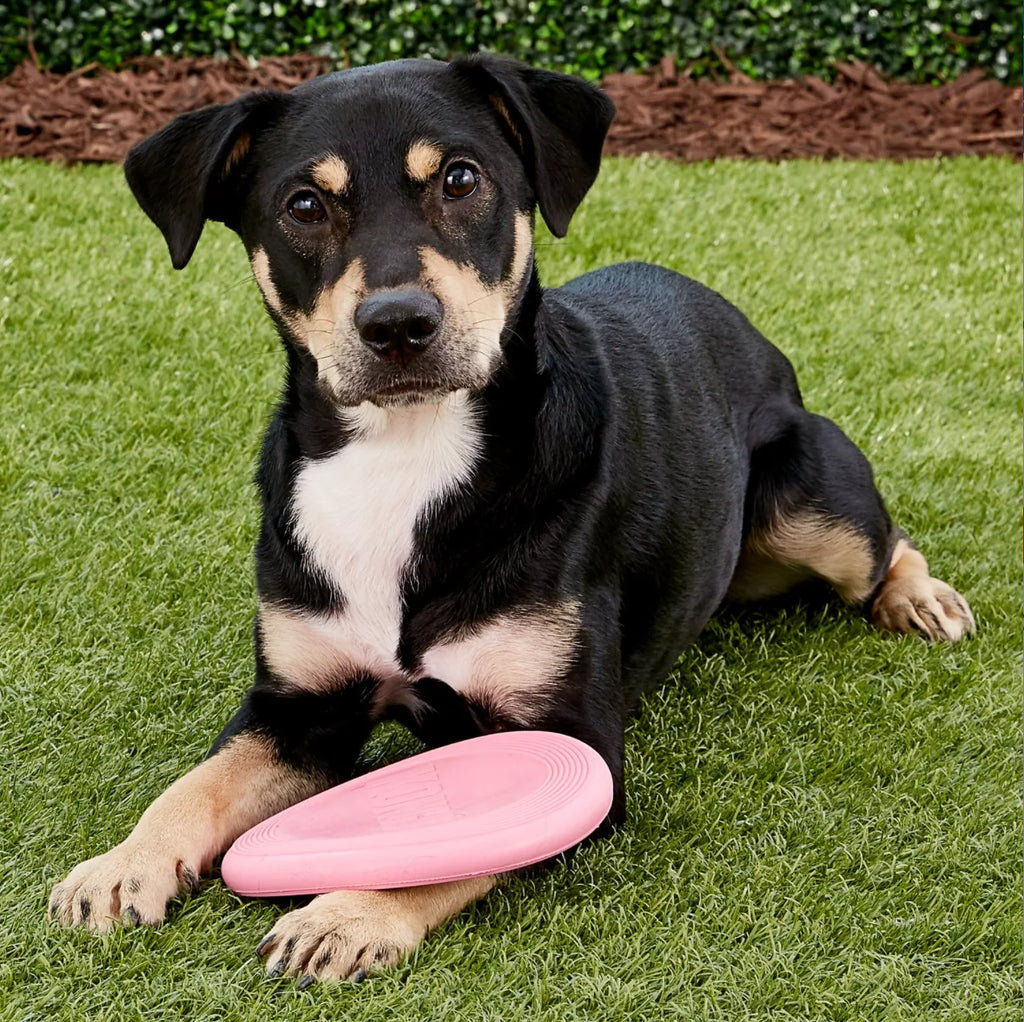 KONG Puppy Flyer Dog Toy – Soft Rubber Flying Disc for Puppies