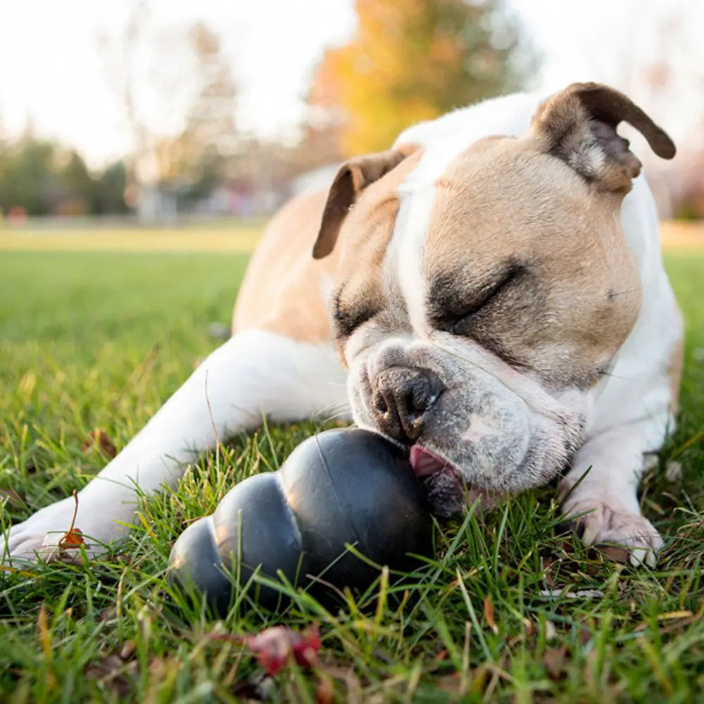 KONG Extreme Dog Chew Toy XL – Ultra Durable Rubber Toy for Power Chewers