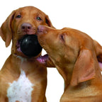 KONG Extreme Ball Dog Toy – Ultra Durable Rubber Fetch Ball (S)