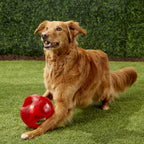 KONG Jumbler Dog Toy – Interactive Squeaky Ball with Handle (M/L)