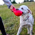 KONG Bounzer Dog Toy L – Durable Rubber Fetch Toy