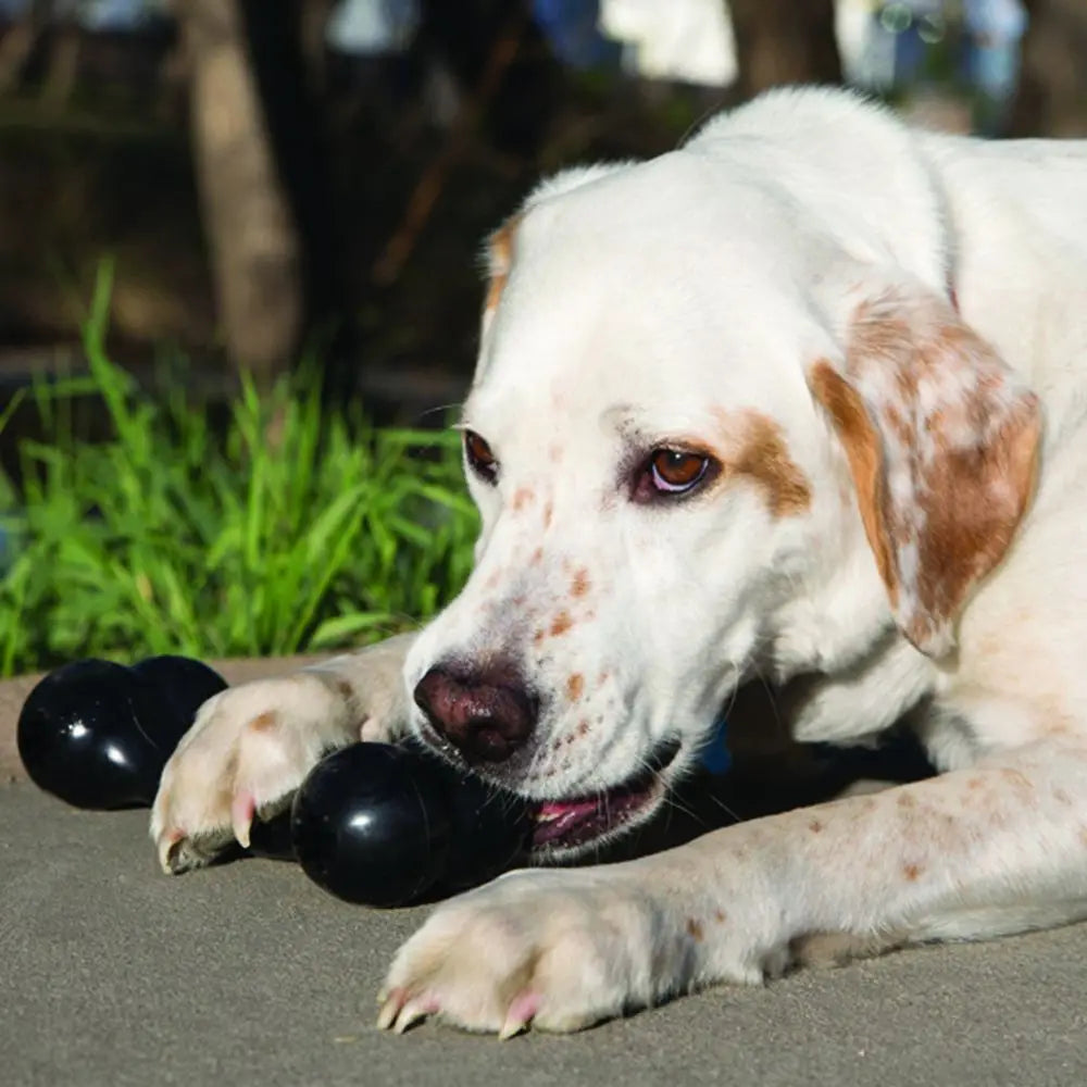 KONG Extreme Goodie Bone Dog Toy – Durable Treat Dispensing Chew Toy (L)