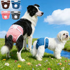 Female Dog Diapers – Reusable Waterproof Washable Pants