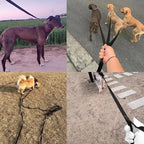 Dog Training Leash – Long Nylon Lead