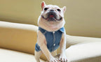 Denim Dog Vest Jacket – Lightweight All-Season Coat for Small Dogs