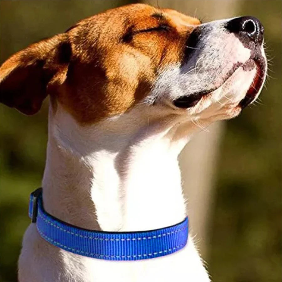 Reflective Dog Collar – Soft Padded Adjustable Night Safety