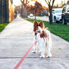 Long Dog Leash – Heavy Duty Waterproof Training Lead