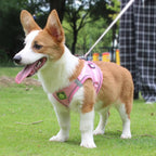 Reflective Dog Harness and Leash Set – No Pull Mesh Vest