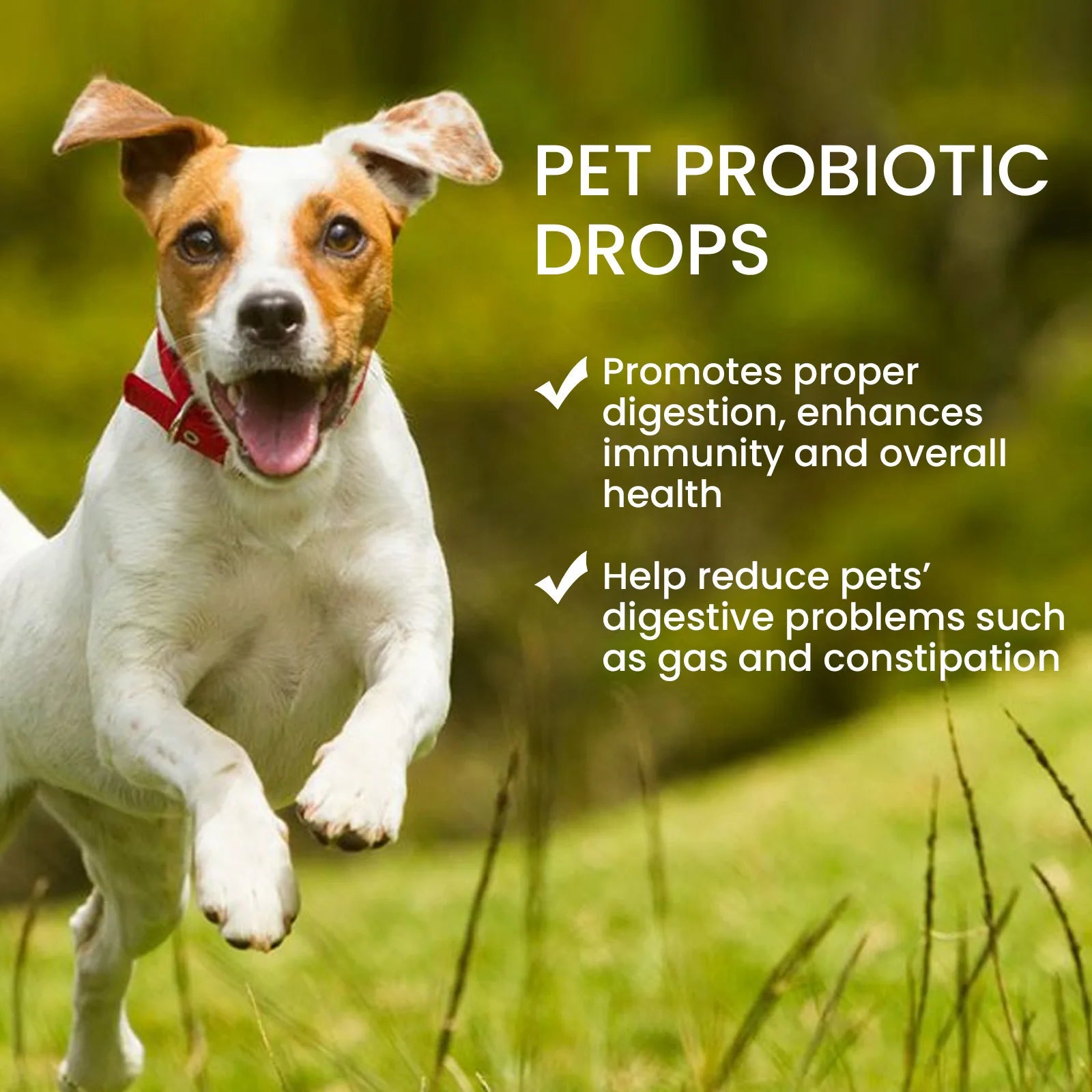 Daily Dog Probiotic Drops – Digestive Health & Stomach Support