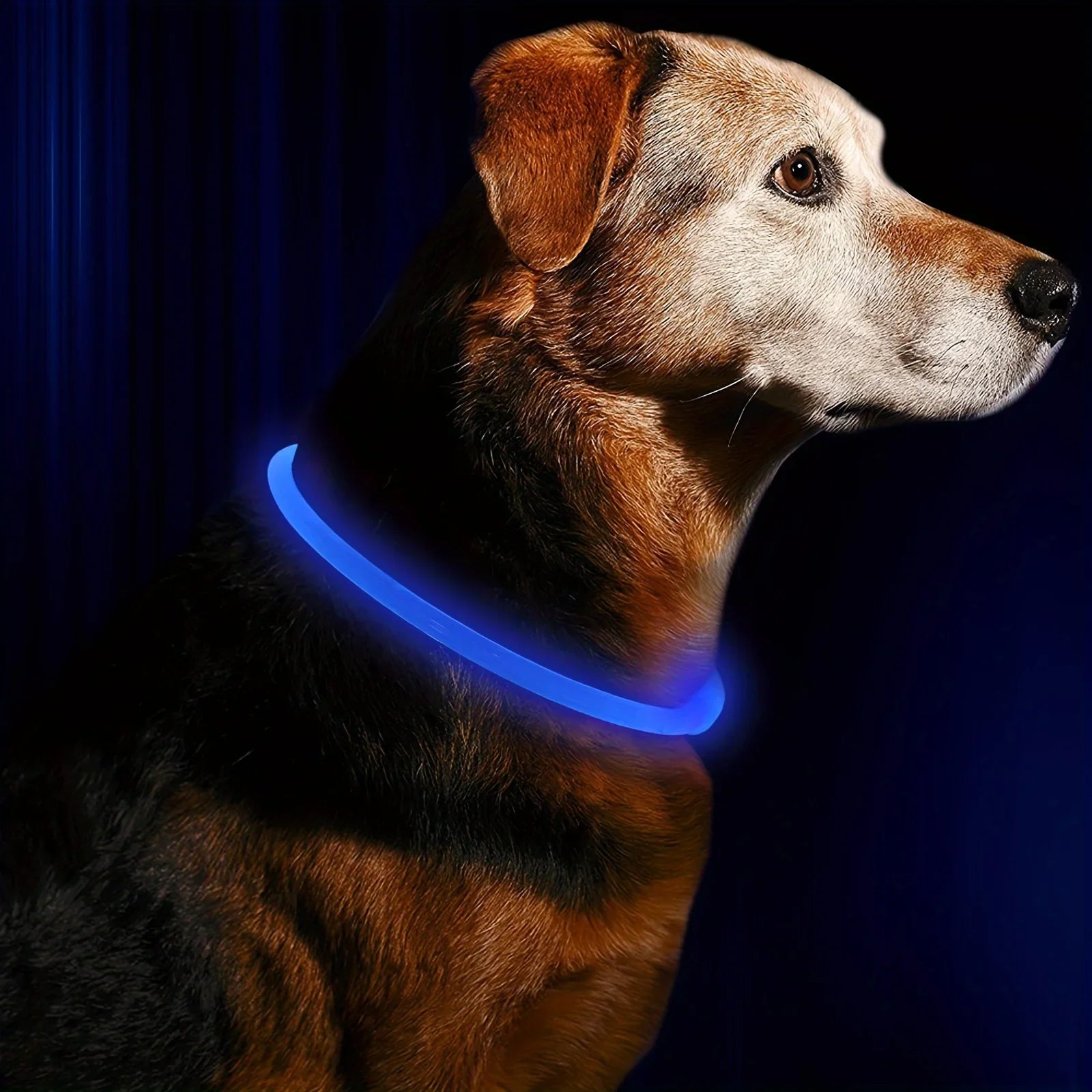USB Rechargeable LED Dog Collar – Reflective Night Safety Black