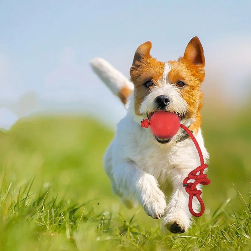 Solid Rubber Ball with Rope – Indestructible Dog Training Toy