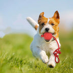 Solid Rubber Ball with Rope – Indestructible Dog Training Toy