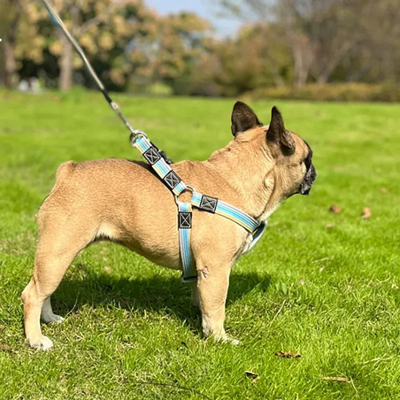 Dog Training Leash – 2M Non-Slip Control Lead