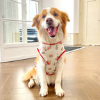 Breathable Dog Vest for Medium Large Dogs – Soft Multicolor Shirt