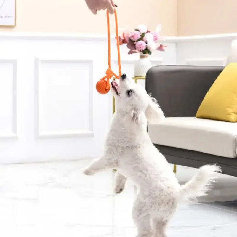Cotton Rope Ball on Rope – Interactive Dog Toy for All Sizes