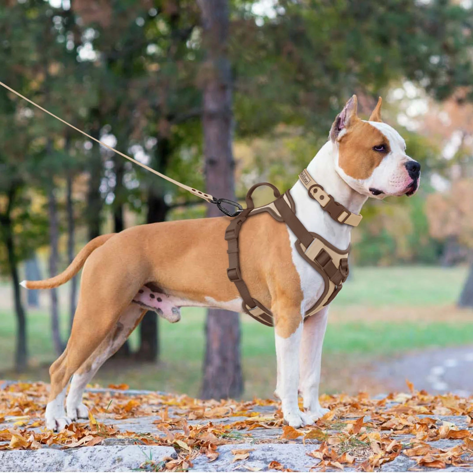 Luxury Dog Harness – No Pull Adjustable Chest Vest