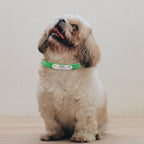 zPetsDatingCN Personalized Dog Collar with Carved Name ID – Pink, All Sizes, Anti-Lost
