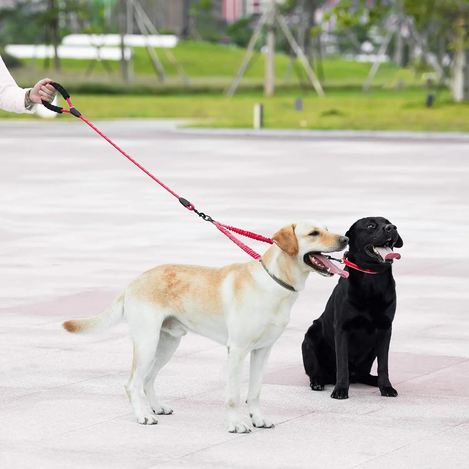 Dog Double Leash – Tangle-Free Bungee Control