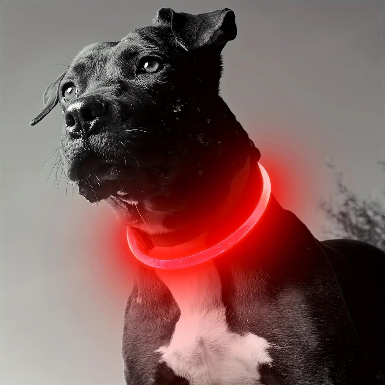 USB Rechargeable LED Dog Collar – Reflective Night Safety Black