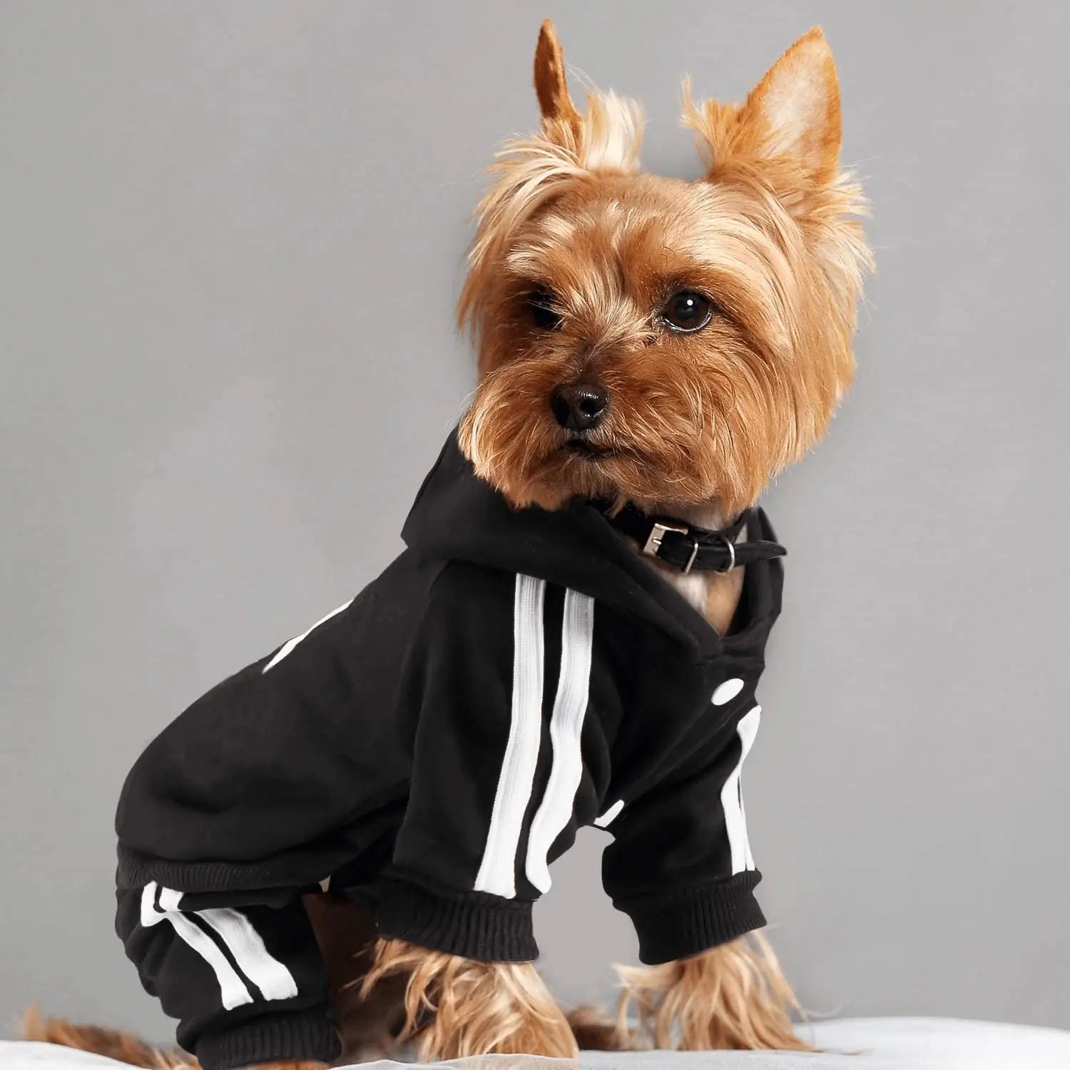 Adidog Dog Jumpsuit – Hooded Spring Outfit for Small Dogs