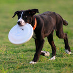 Durable Dog Training Disc – Lightweight Fetch Toy for Puppies & Adult Dogs