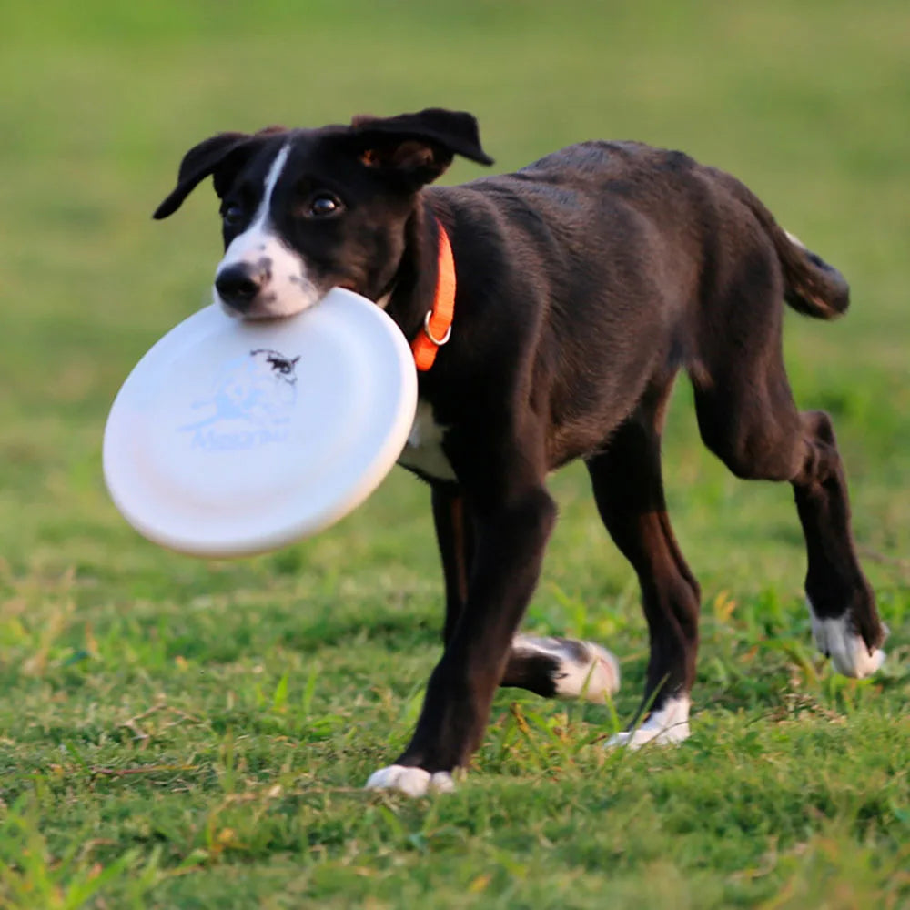 Durable Dog Training Disc – Lightweight Fetch Toy for Puppies & Adult Dogs