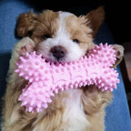 Indestructible Dog Toy for Small Dogs – Teeth Cleaning Bone