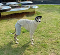 Cotton 2-Legged Dog Undershirt – Soft Warm Base Layer