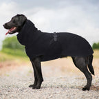 Windproof Dog Winter Coat with D-Ring – Warm Vest for All Sizes