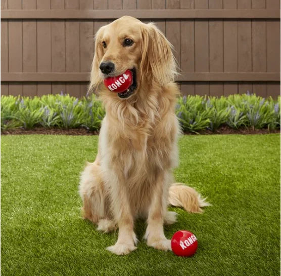 KONG Signature Balls 2-Pack – High Bounce Squeaky Fetch