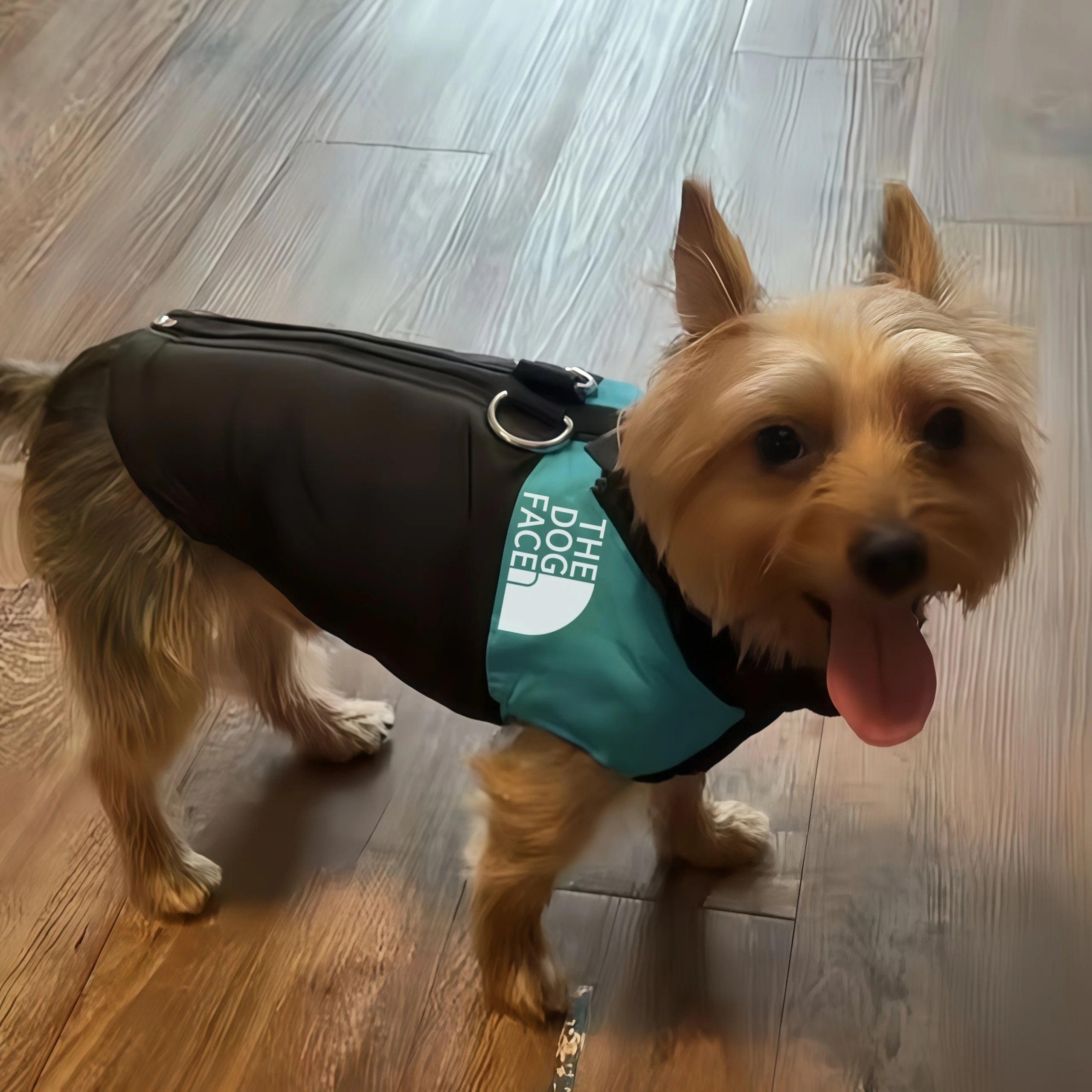 Winter Dog Hoodie Coat – 100% Cotton Warm Outdoor Jacket