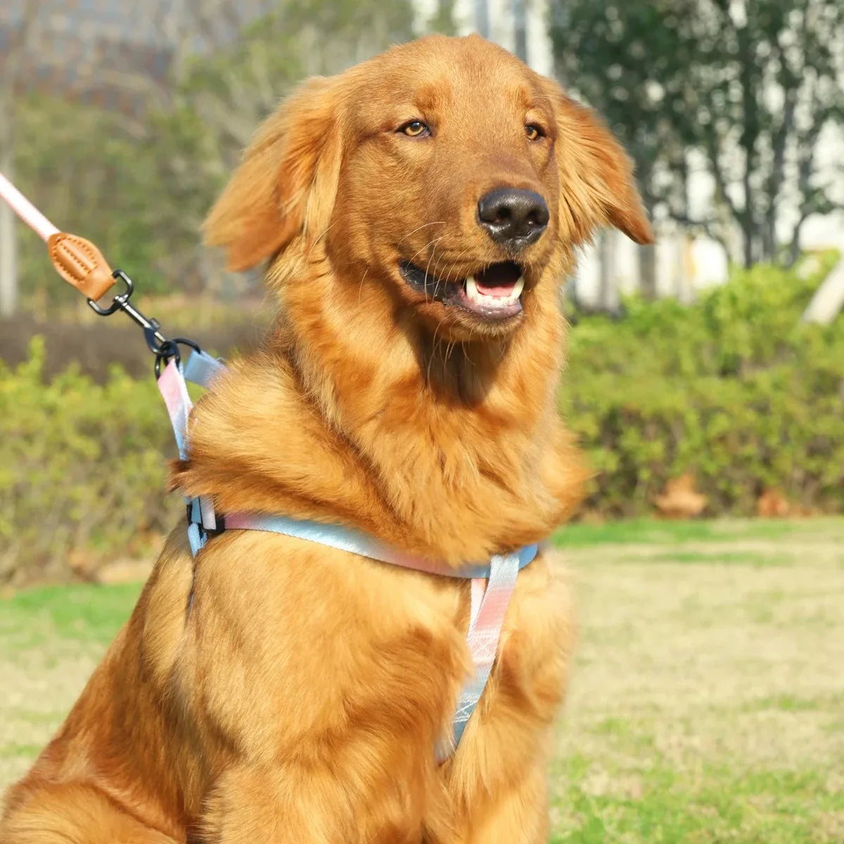 Dog Harness Set – Adjustable Comfort Fit