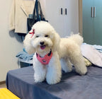Luxury Dog Harness Set – Stylish Leash & Plush Design