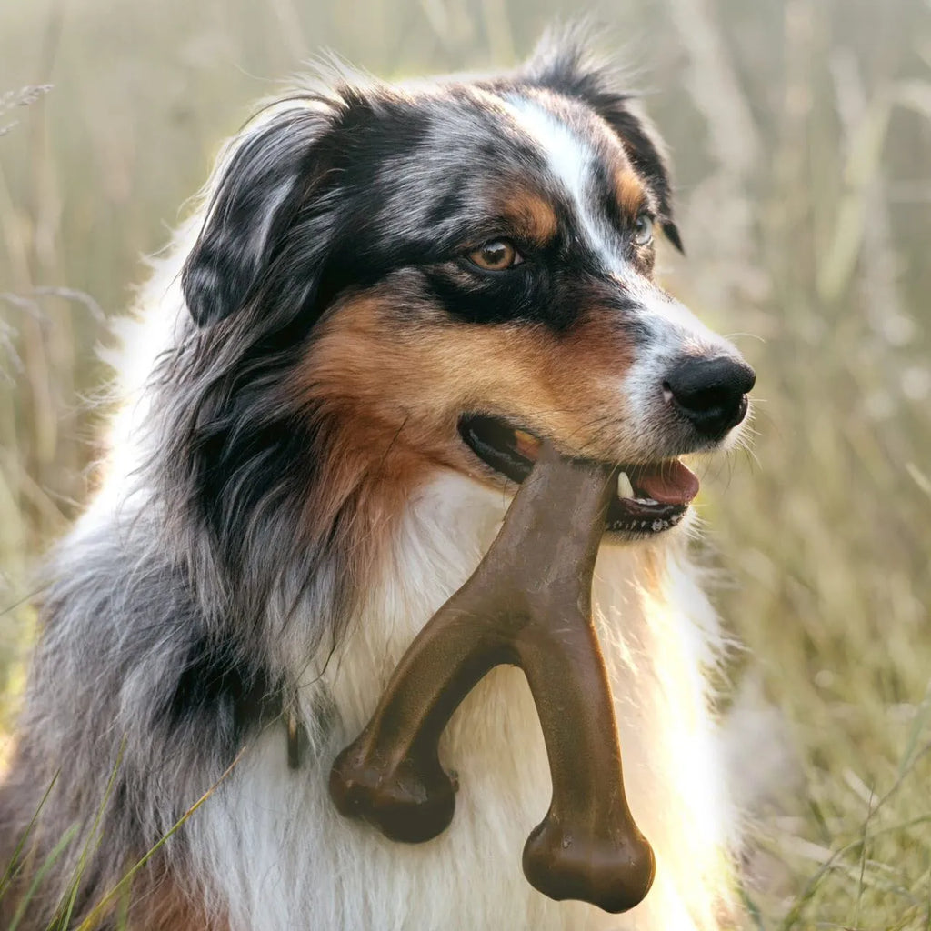 Nylon Bone Chew Toy for Medium & Large Dogs