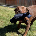 Mighty Bear Dog Toy – Durable for Heavy Chewers
