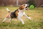 Rubber Chew Ball - Dental Care & Treat Dispensing for Dogs