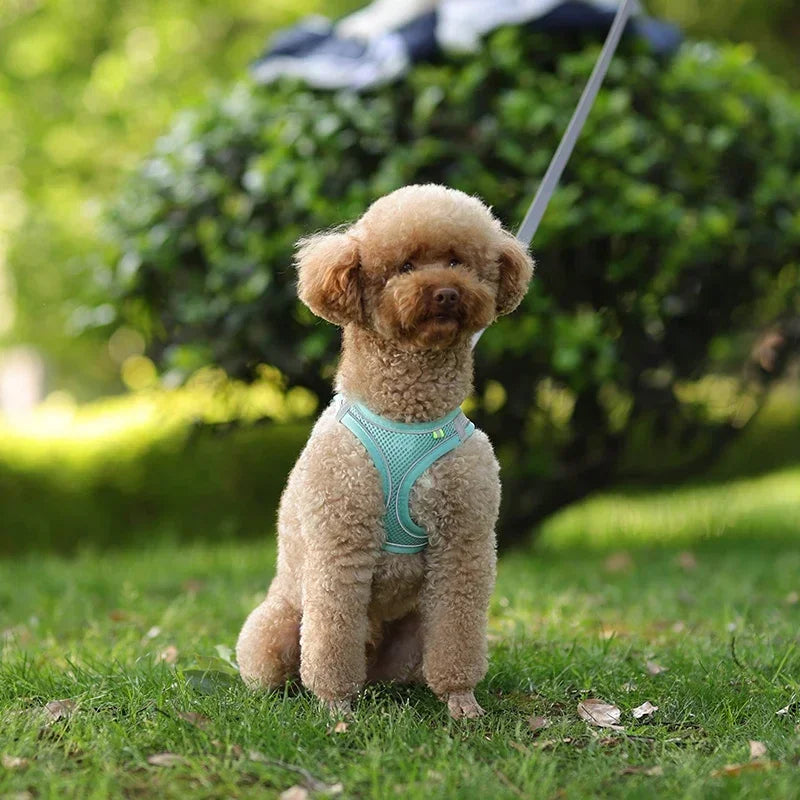Reflective Nylon Dog Harness – Quick Release Small Breed
