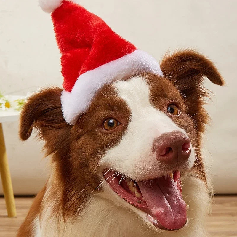 Dog Santa Hat – Small to Medium | Christmas Party Accessory | Red