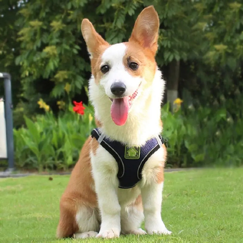 Reflective Dog Harness and Leash Set – No Pull Mesh Vest