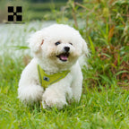 Dog Harness & Leash Set – Step-In Reflective Mesh Vest