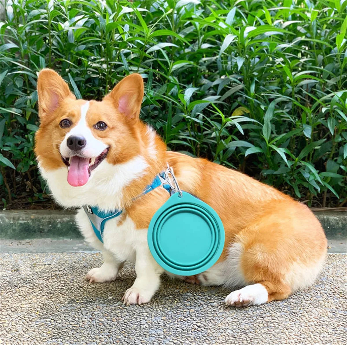 Collapsible Silicone Dog Travel Bowl – 350ml & 600ml Portable Feeder