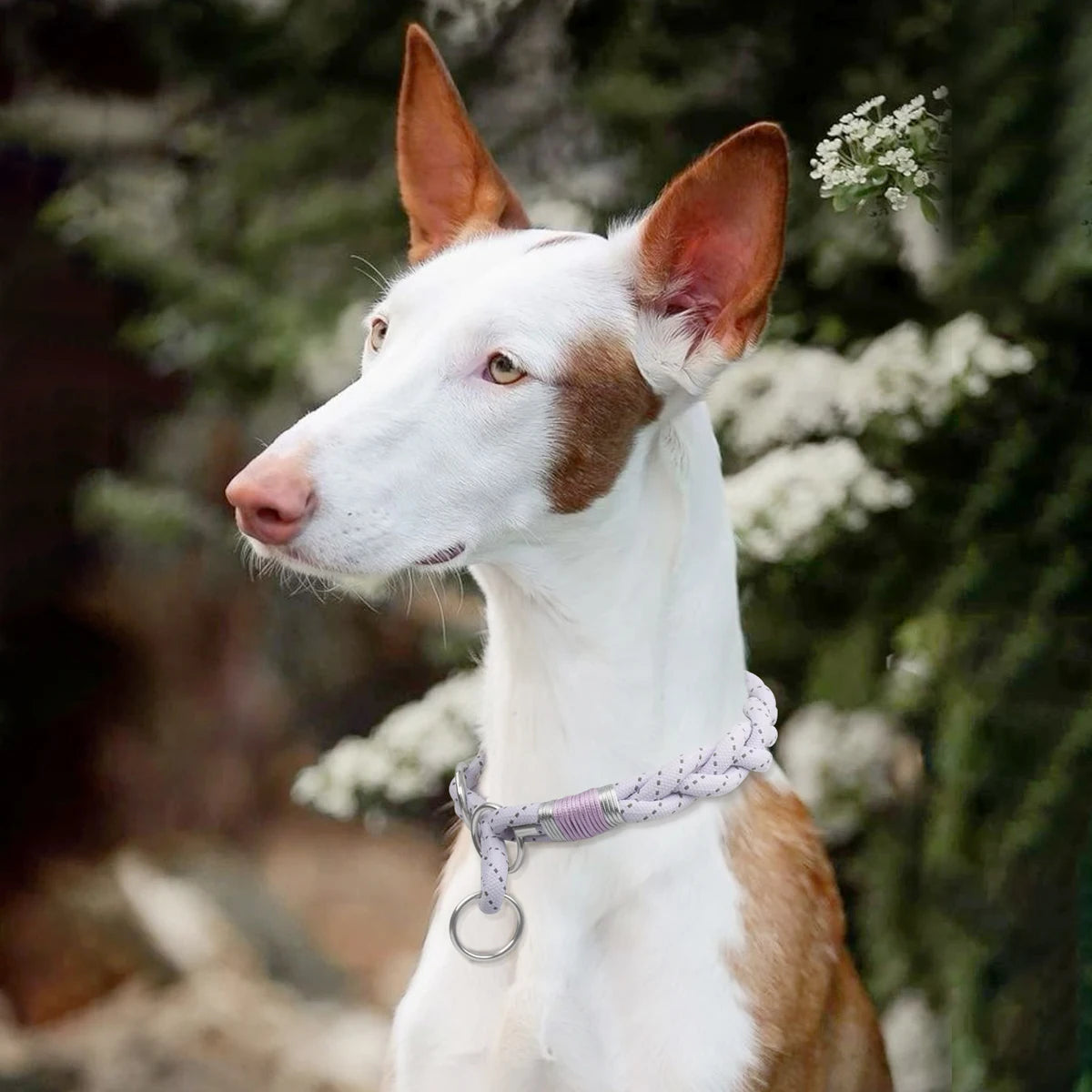 Reflective Braided Dog Collar – Strong Twisted Training Collar