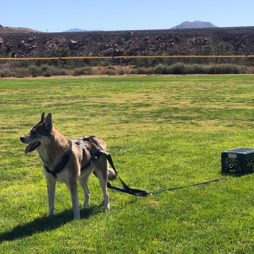 Dog Training Pull Leash – Strength & Resistance Harness