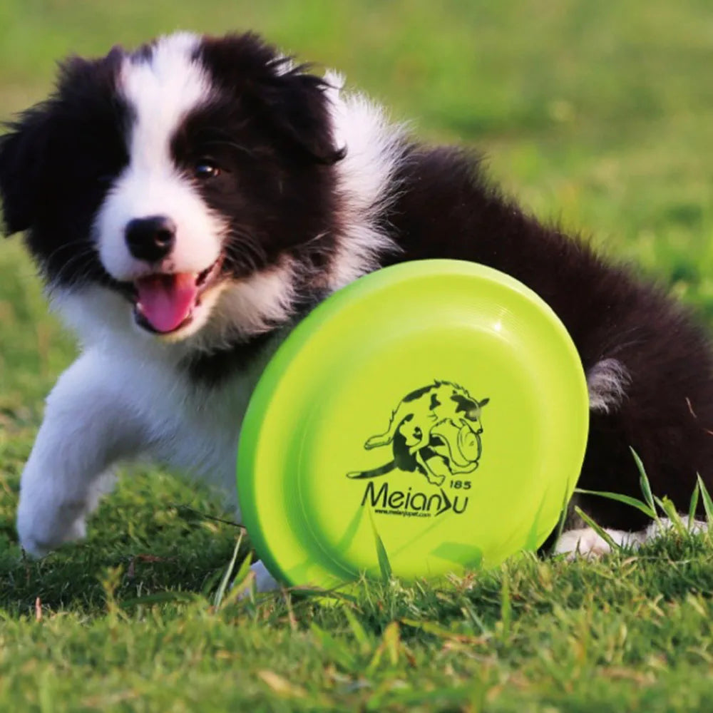 Durable Dog Training Disc – Lightweight Fetch Toy for Puppies & Adult Dogs