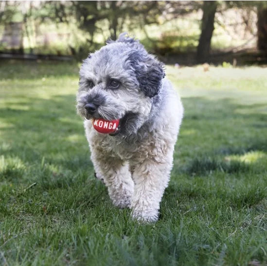 KONG Signature Balls 2-Pack – High Bounce Squeaky Fetch