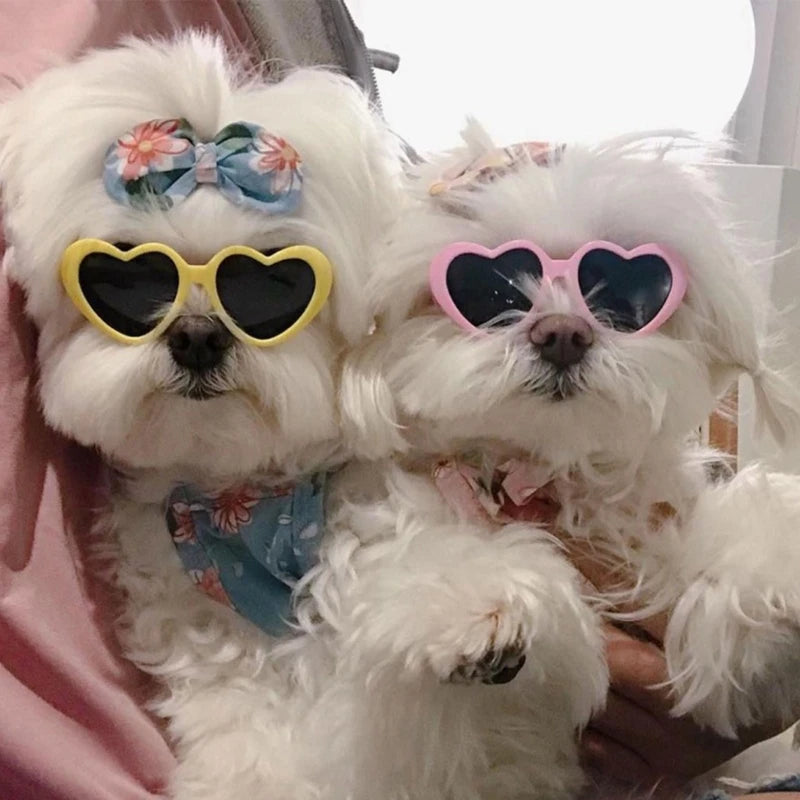 CN Guangdong Dog Sunglasses – Nylon & Plastic Frames | Small Dogs | 14 Colors